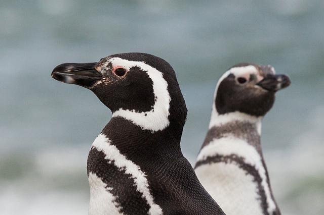 009 Argentinie, Martillo eiland, magelhaen pinguin.jpg